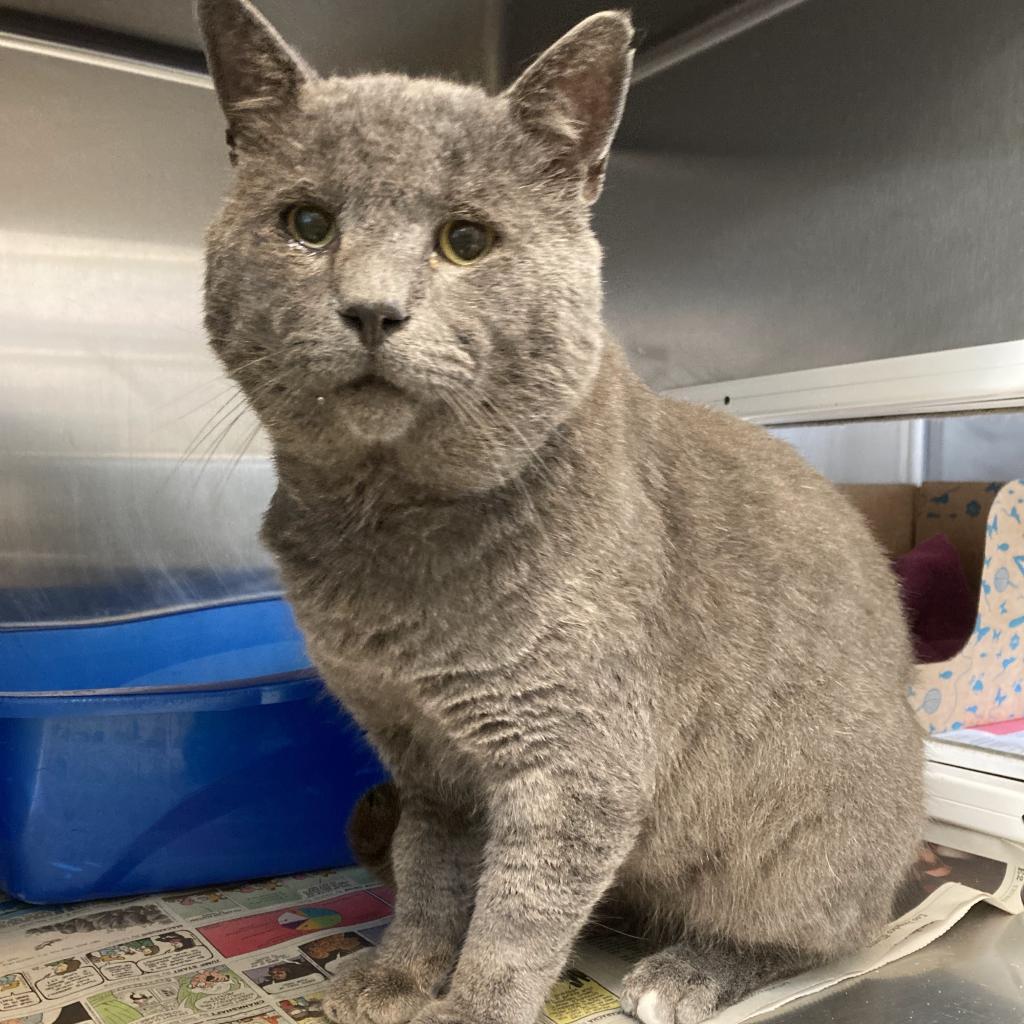 Smokey, Adoptable, Senior Male Domestic Short Hair.