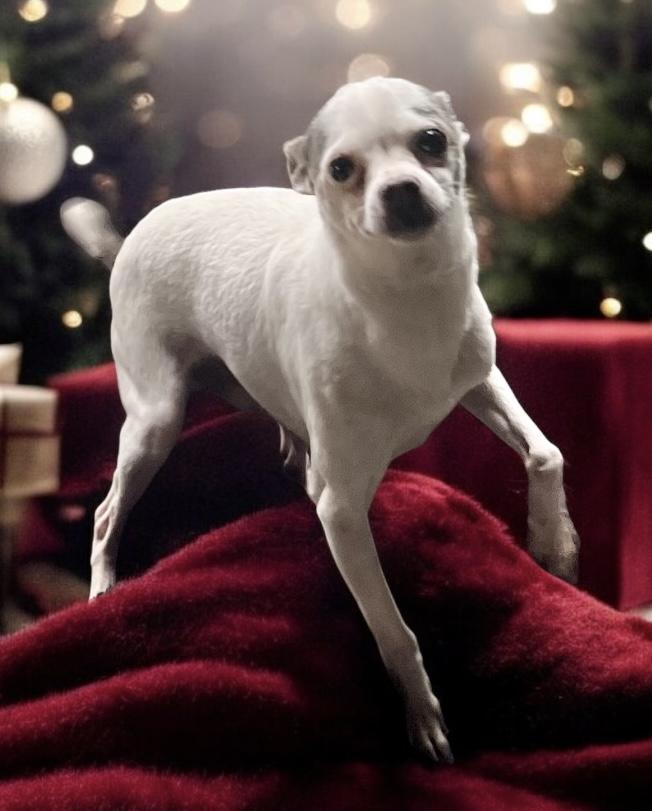 Tyler, a Adoptable Chihuahua in Soldotna, AK image 2/2