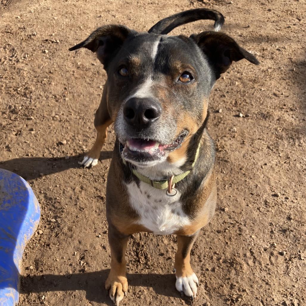 Haizly, Adoptable, Adult Female Shepherd & Mixed Breed.