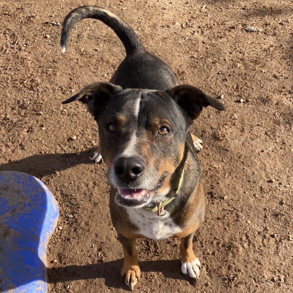 Enlarge Haizly, a Adoptable mixed breed in Sand Springs, OK image 2/6
