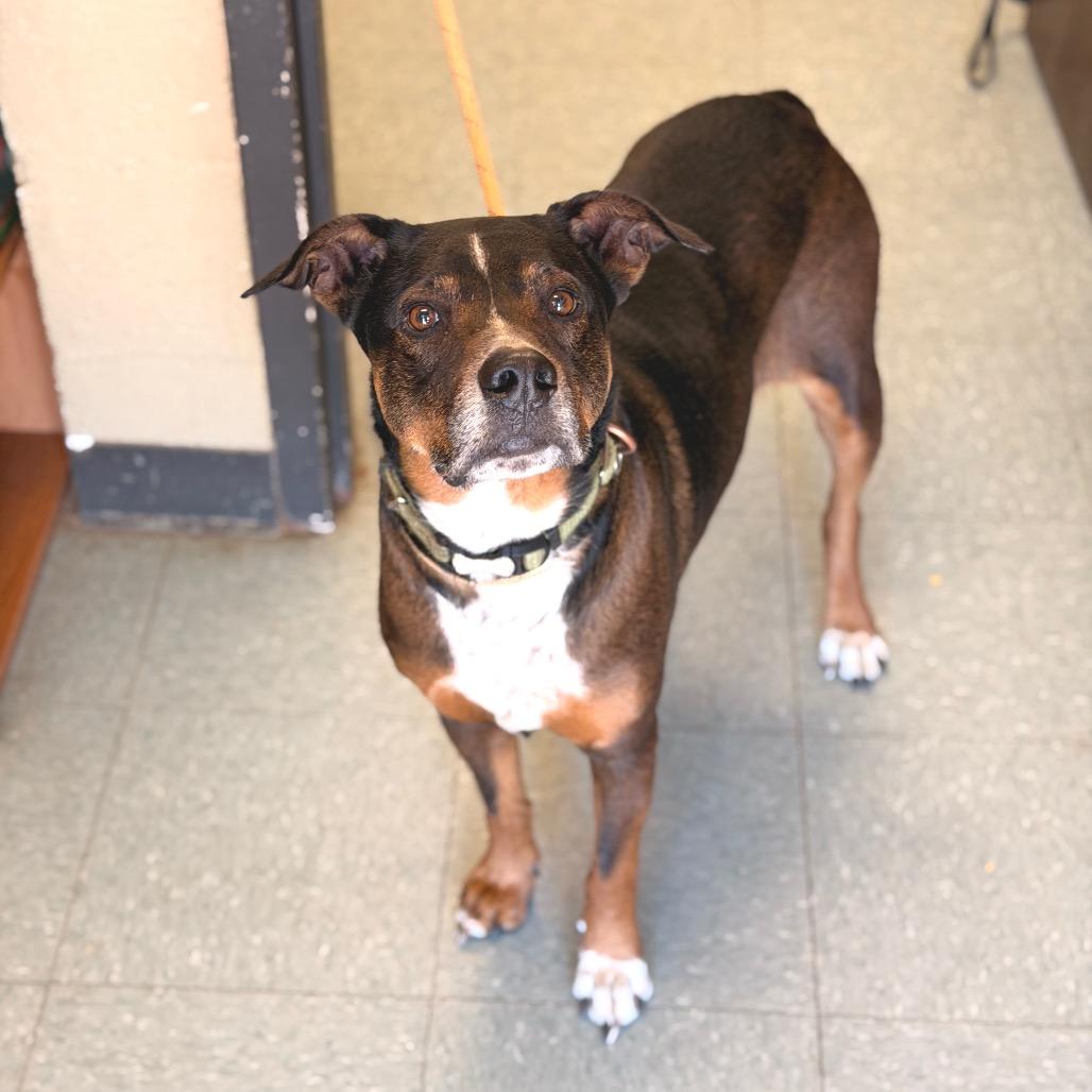 Enlarge Haizly, a Adoptable mixed breed in Sand Springs, OK image 1/6