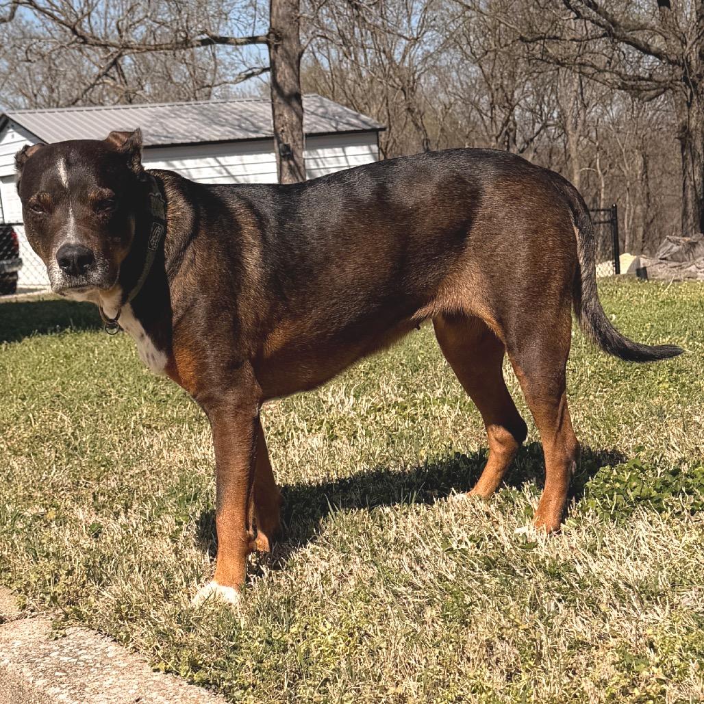 Enlarge Haizly, a Adoptable mixed breed in Sand Springs, OK image 2/6