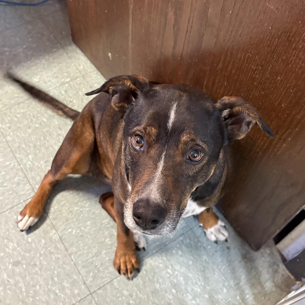 Enlarge Haizly, a Adoptable mixed breed in Sand Springs, OK image 3/6