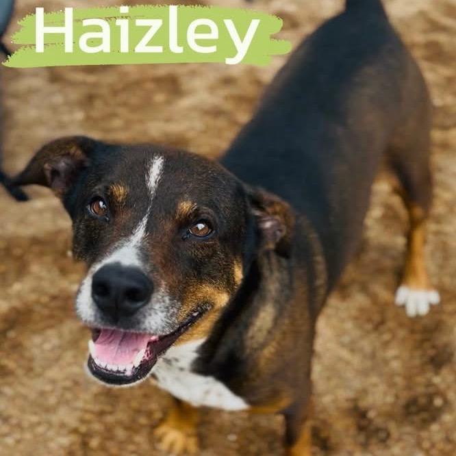 Haizly, a Adoptable mixed breed in Sand Springs, OK image 3/6