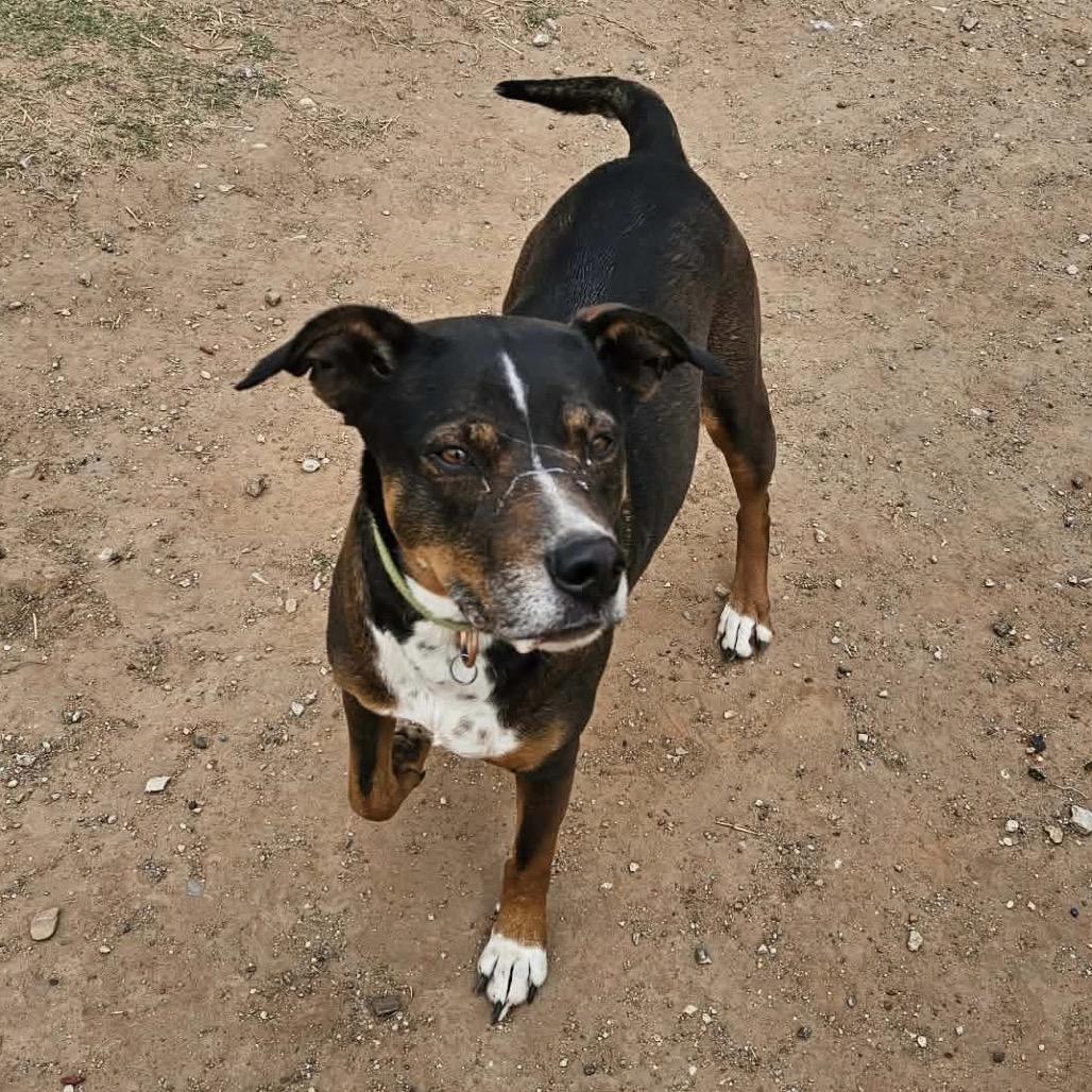 Enlarge Haizly, a Adoptable mixed breed in Sand Springs, OK image 3/6
