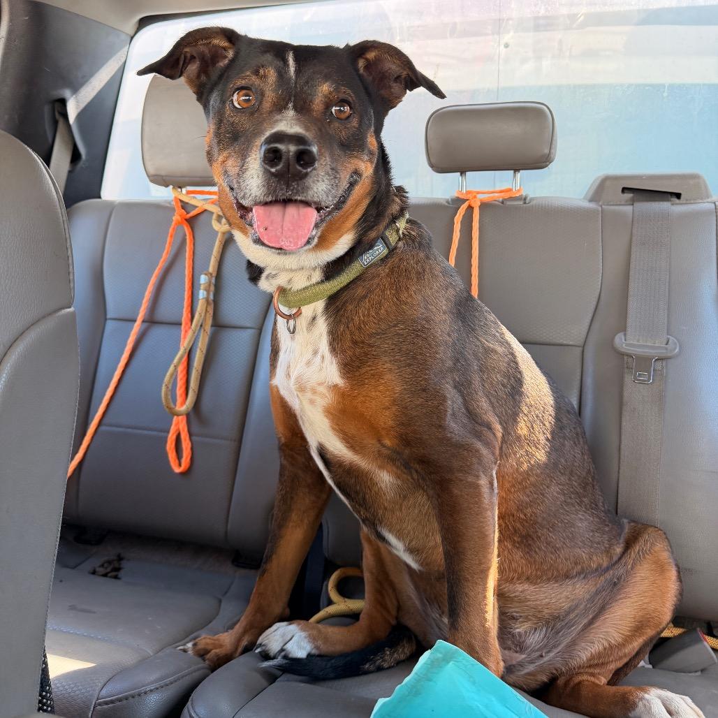 Enlarge Haizly, a Adoptable mixed breed in Sand Springs, OK image 4/6