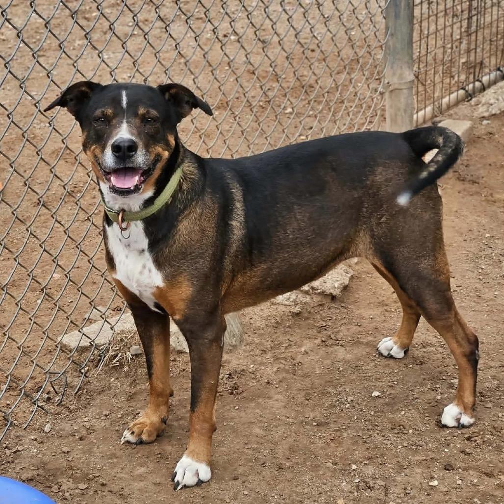 Haizly, a Adoptable mixed breed in Sand Springs, OK image 5/6