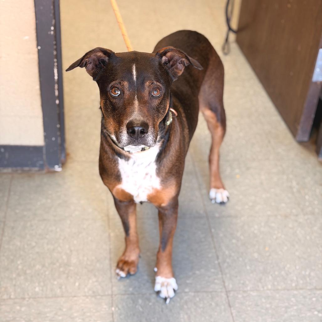 Enlarge Haizly, a Adoptable mixed breed in Sand Springs, OK image 5/6