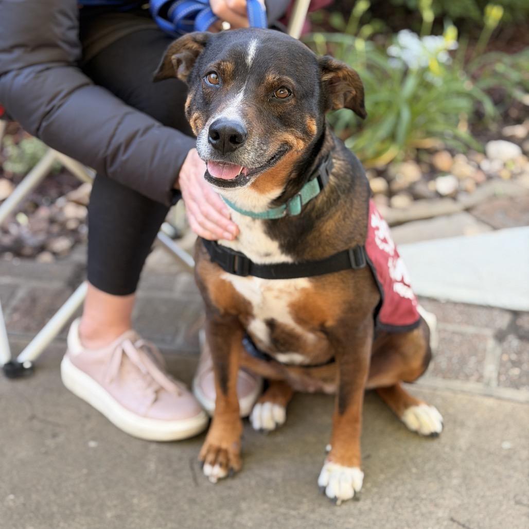 Enlarge Haizly, a Adoptable mixed breed in Sand Springs, OK image 5/6