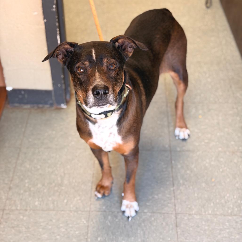 Enlarge Haizly, a Adoptable mixed breed in Sand Springs, OK image 6/6
