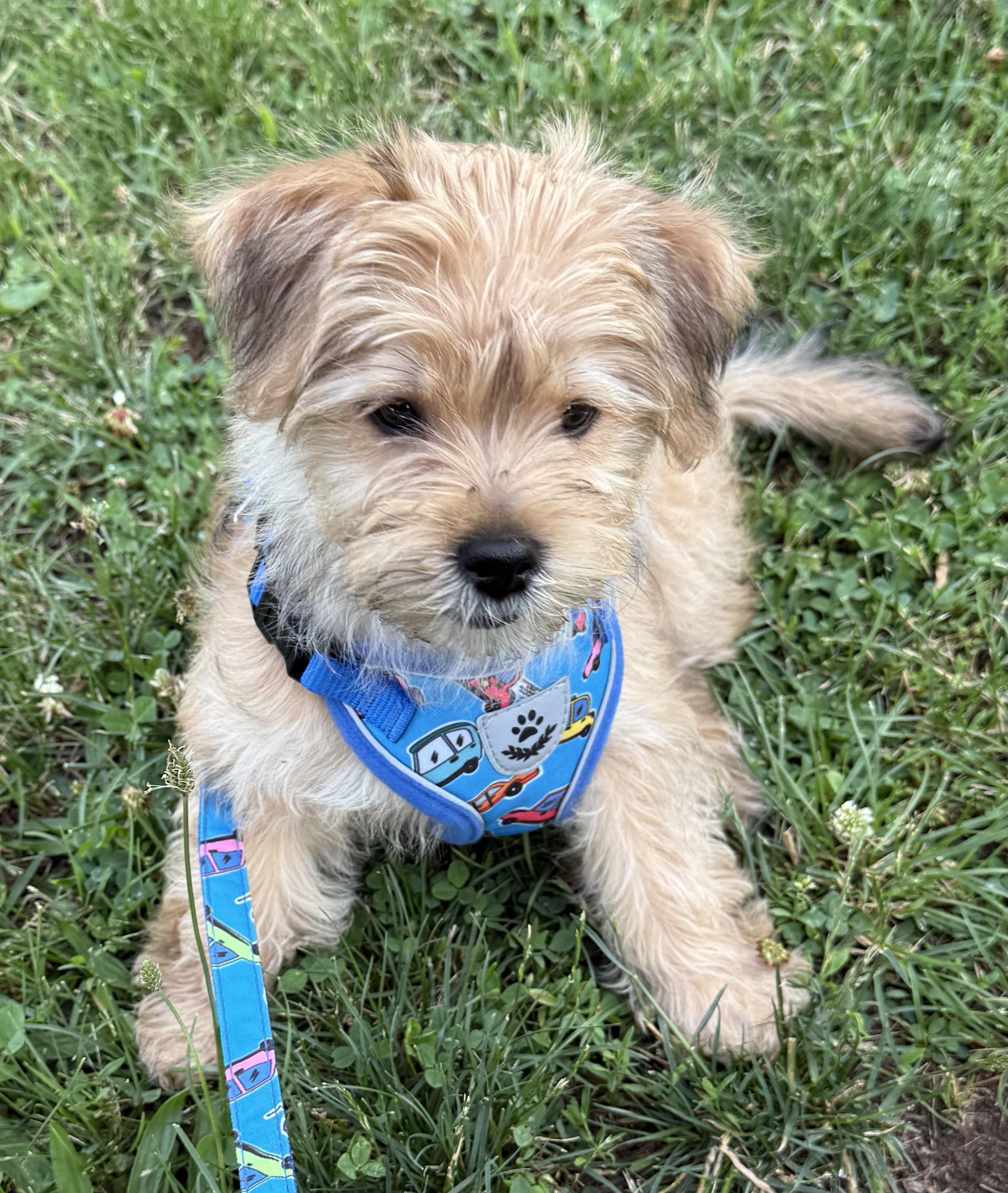 Thomas, an adopted mixed breed in Ardsley, NY image 2/3