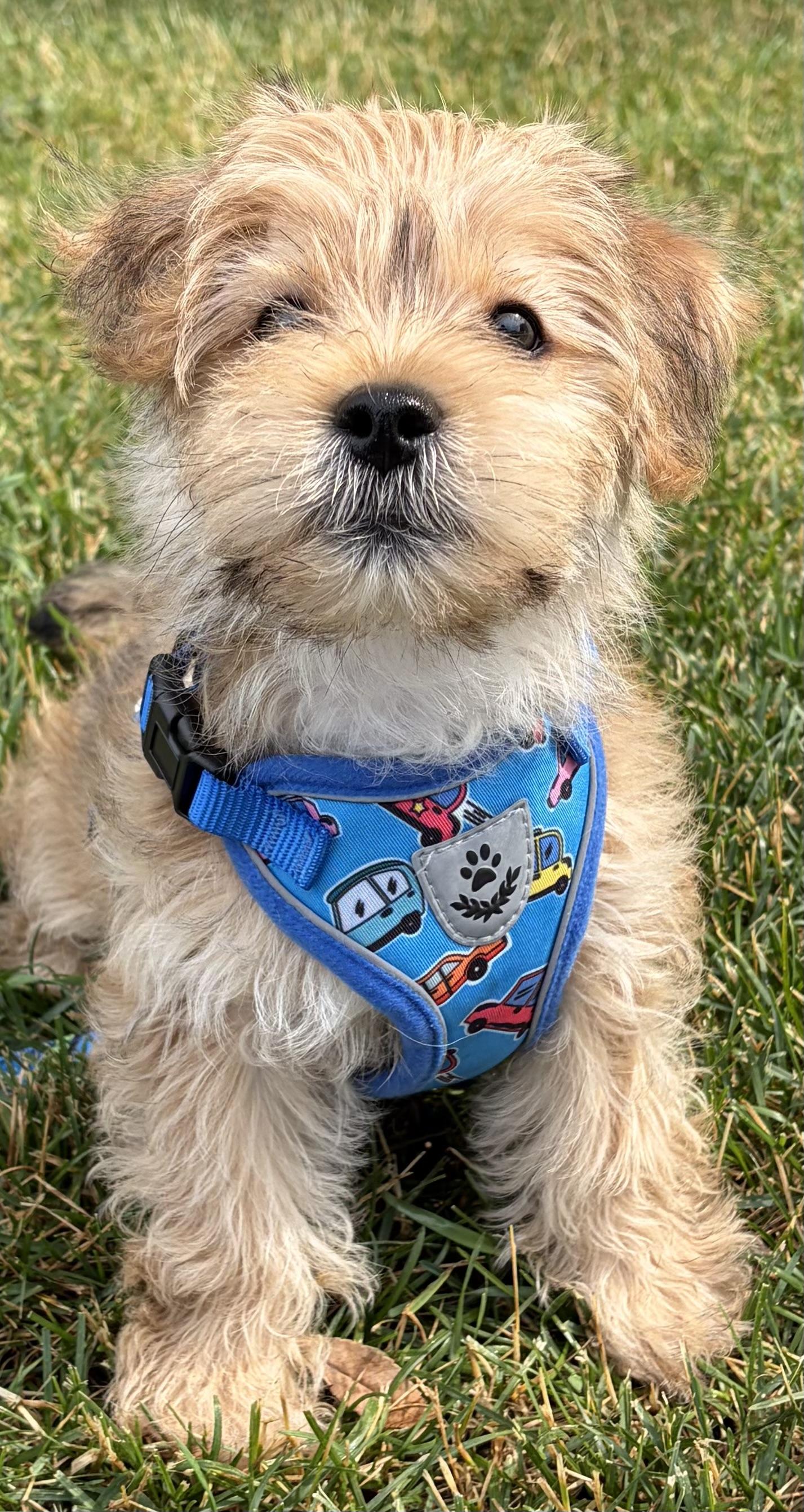 Thomas, an adopted mixed breed in Ardsley, NY image 3/3