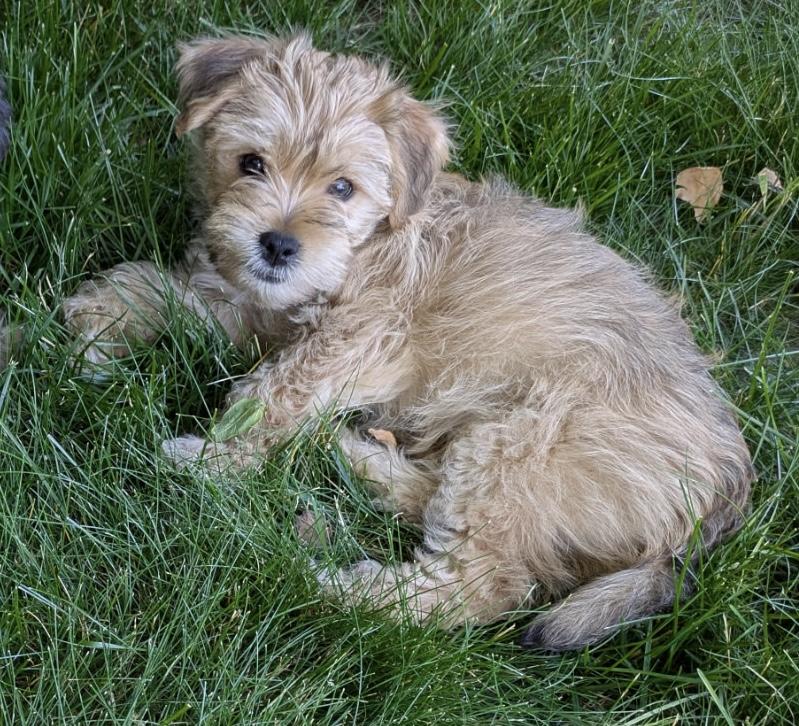 Thomas, adopted, Puppy Male Shih poo & Yorkshire Terrier.