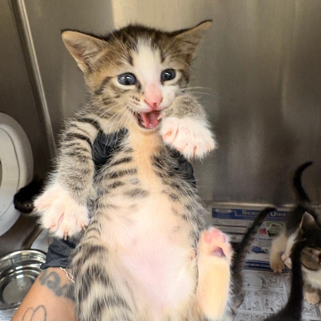 Enlarge Roman, a Adoptable Domestic Short Hair in Mocksville, NC image 1/2
