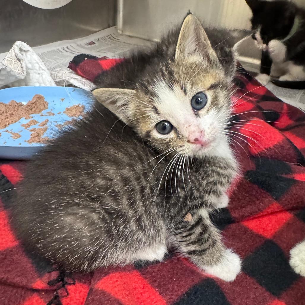 Enlarge Roman, a Adoptable Domestic Short Hair in Mocksville, NC image 2/2