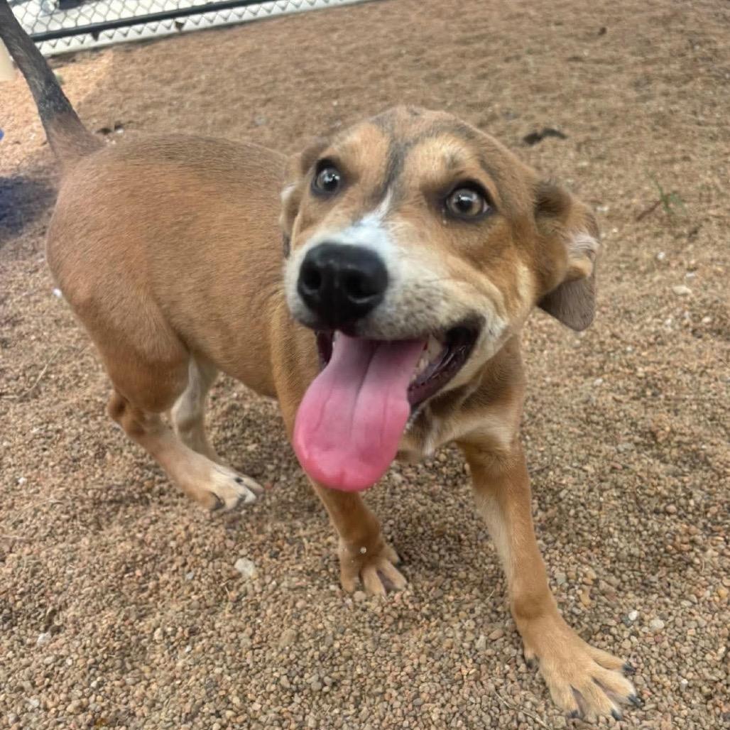 Ashtyn, a Adoptable Shepherd in Sand Springs, OK image 1/6