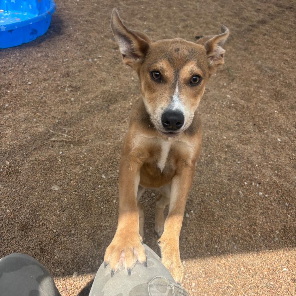Ashtyn, a Adoptable Shepherd in Sand Springs, OK image 2/6
