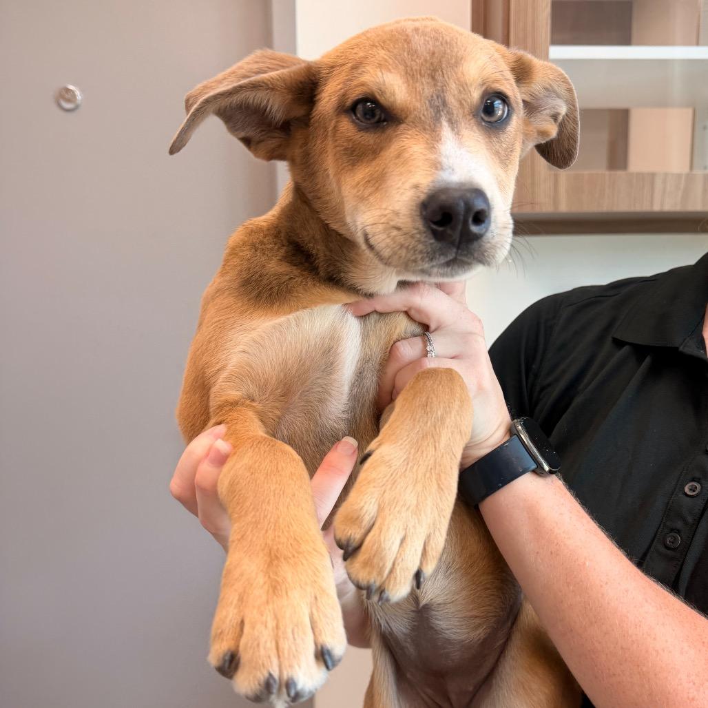 Ashtyn, a Adoptable Shepherd in Sand Springs, OK image 5/6