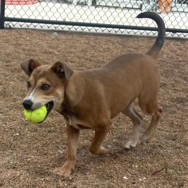 Ashtyn, a Adoptable Shepherd in Sand Springs, OK image 6/6