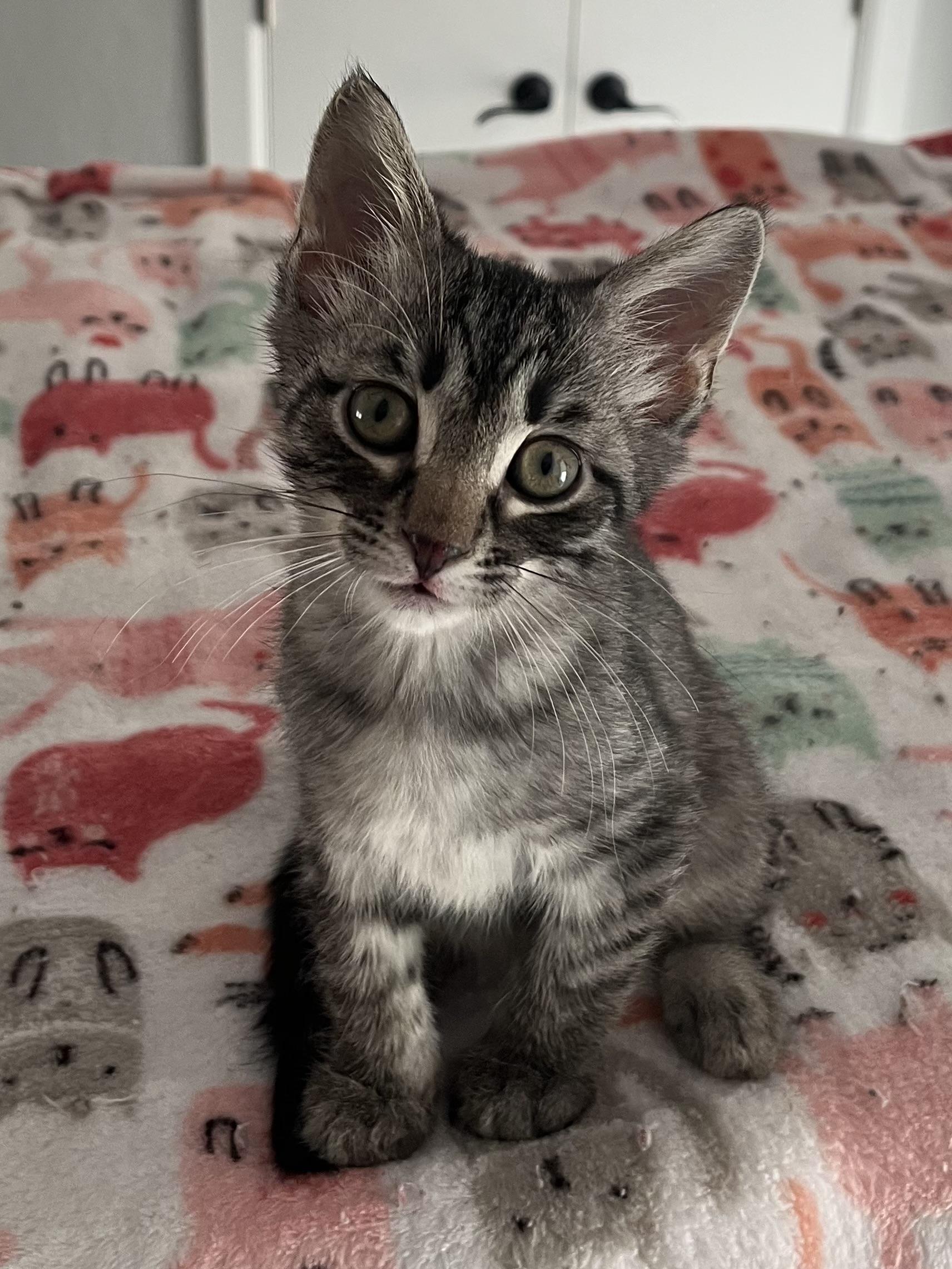 Nick, Adoptable, Kitten Male Domestic Short Hair.