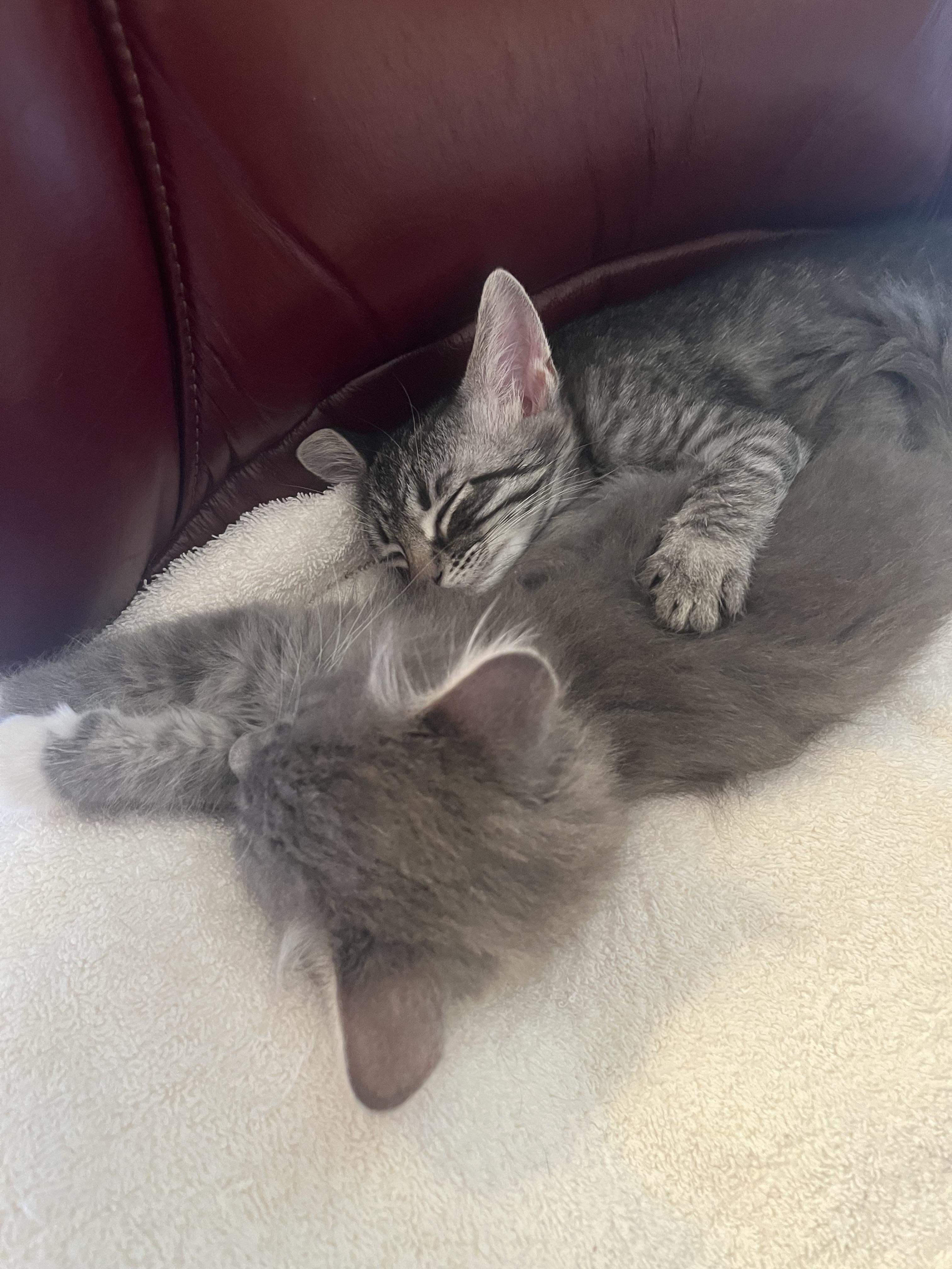 Nick, a Adoptable Domestic Short Hair in Tulsa, OK image 2/5