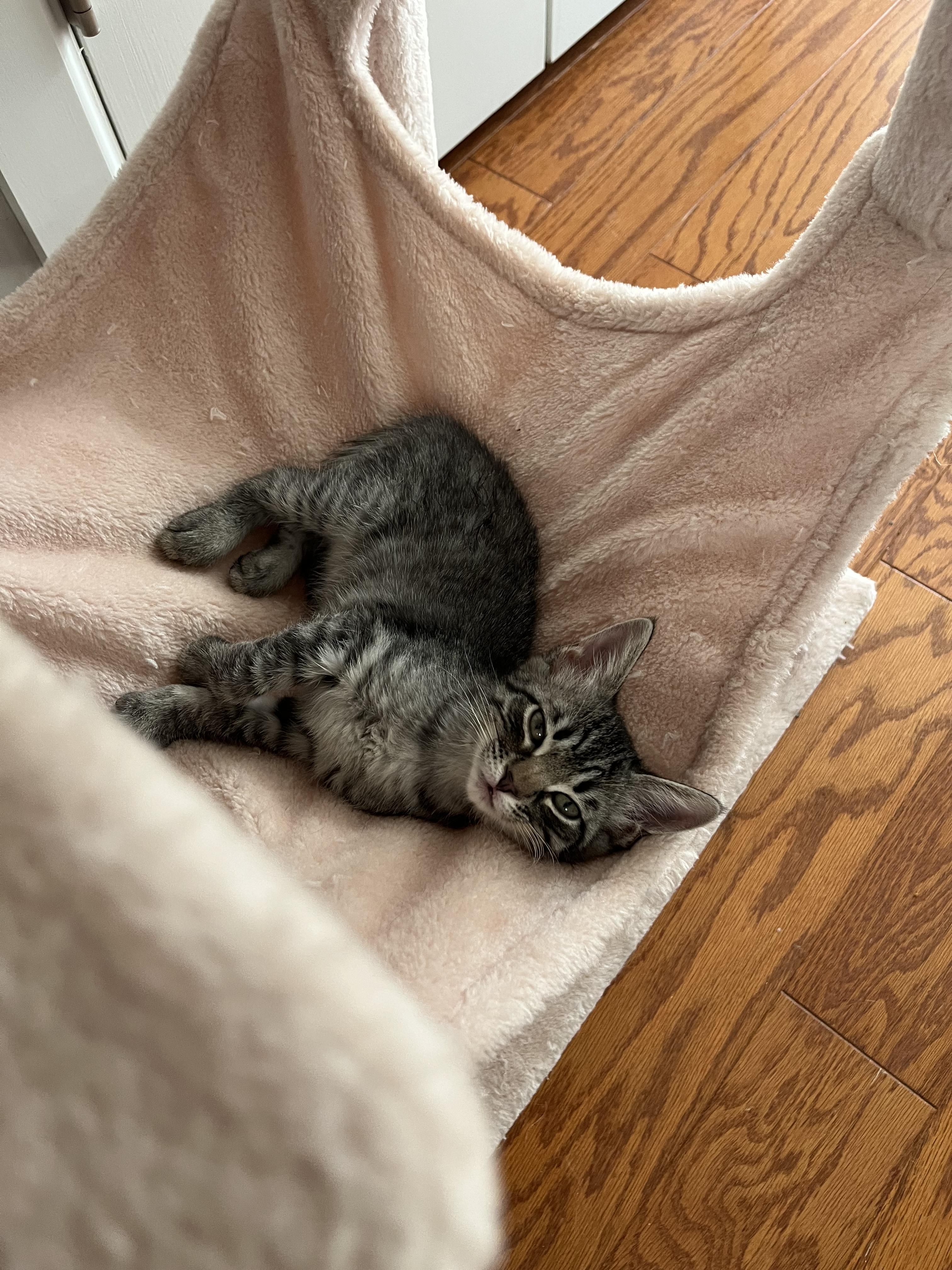 Nick, a Adoptable Domestic Short Hair in Tulsa, OK image 3/5