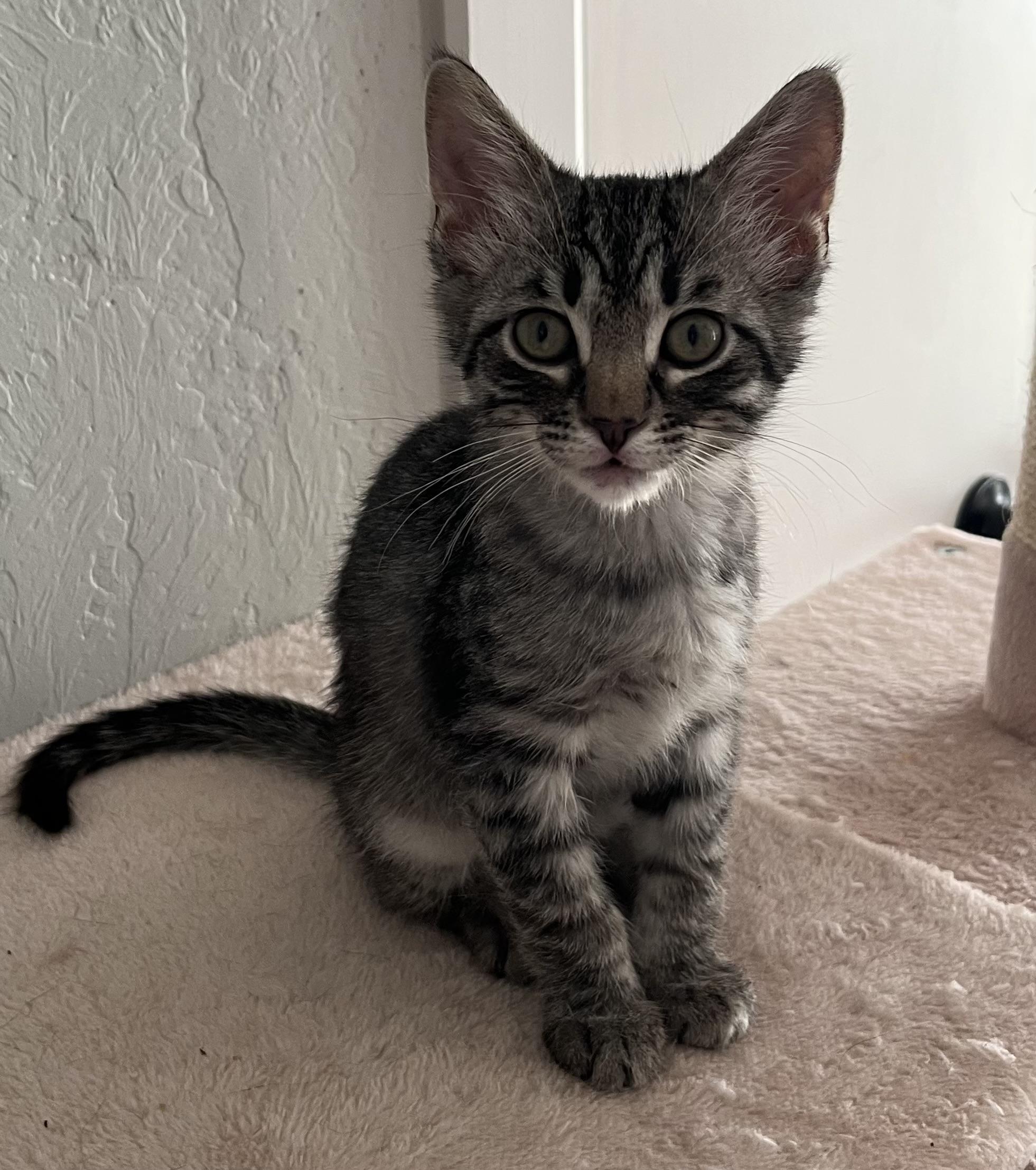 Nick, a Adoptable Domestic Short Hair in Tulsa, OK image 4/5
