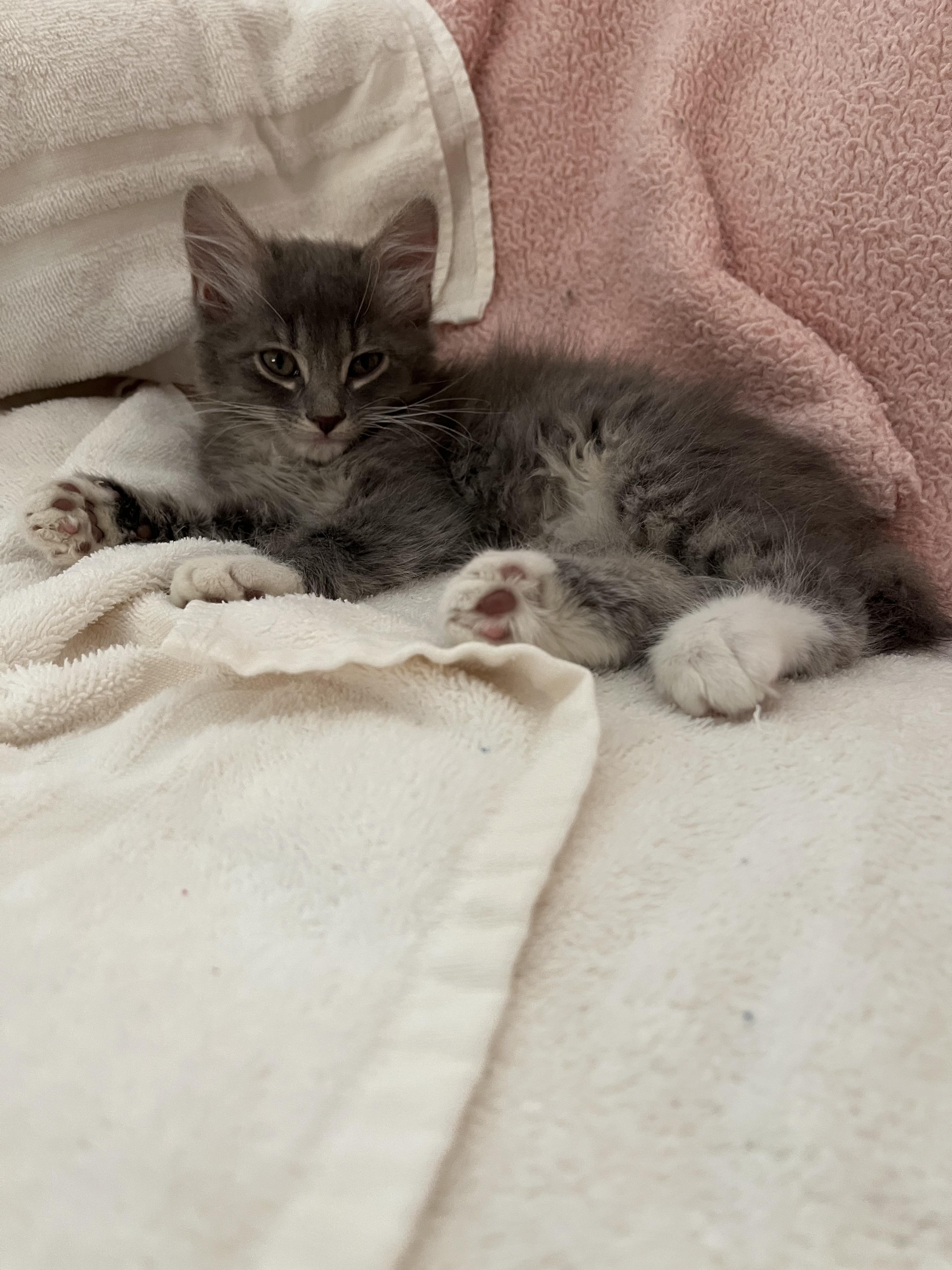 Nick, a Adoptable Domestic Short Hair in Tulsa, OK image 5/5