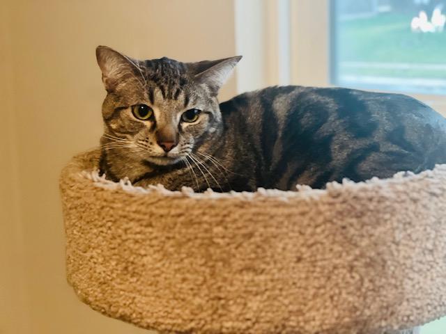 Stitch, a Adoptable Domestic Short Hair in Cincinnati, OH image 1/4