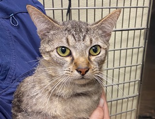Stitch, a Adoptable Domestic Short Hair in Cincinnati, OH image 3/4