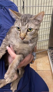 Stitch, a Adoptable Domestic Short Hair in Cincinnati, OH image 4/4