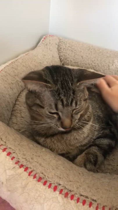 Enlarge Stitch, a Adoptable Domestic Short Hair in Cincinnati, OH video 2/4