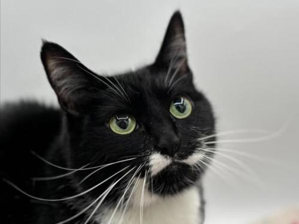 Aphrodite, Adoptable, Adult Female Domestic Short Hair.