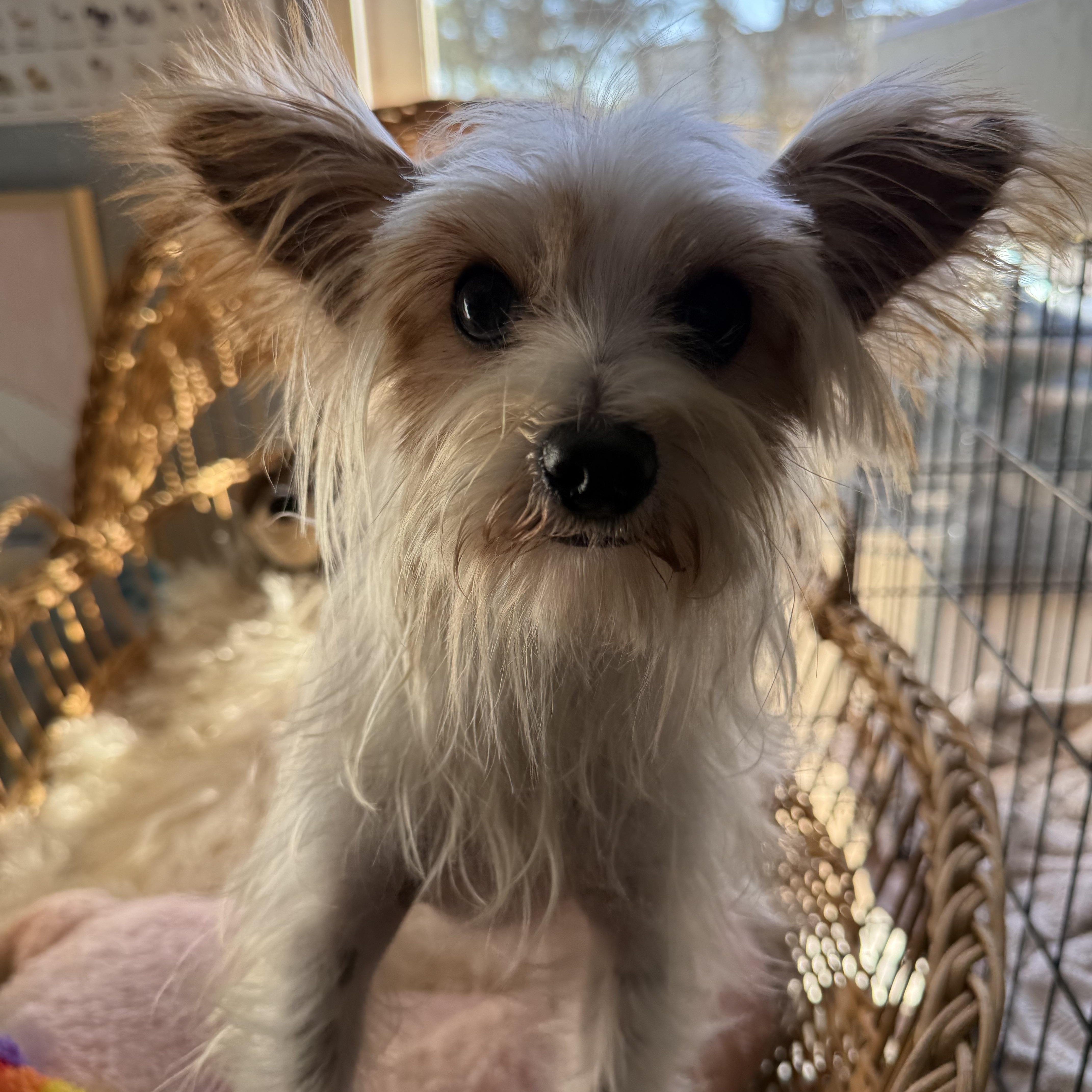 Thumper Twinkletoes thumbnail 4