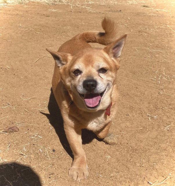 Chef, Adoptable, Adult Male Corgi.