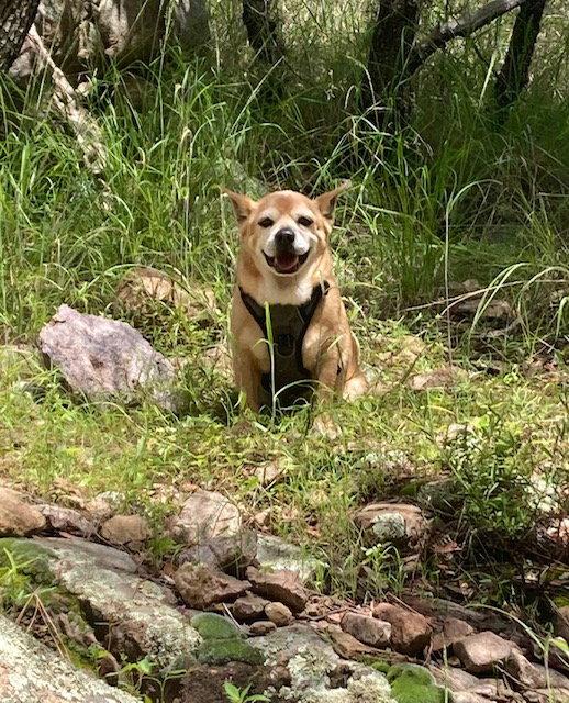 Enlarge Chef, a Adoptable Corgi in Tucson, AZ image 2/3