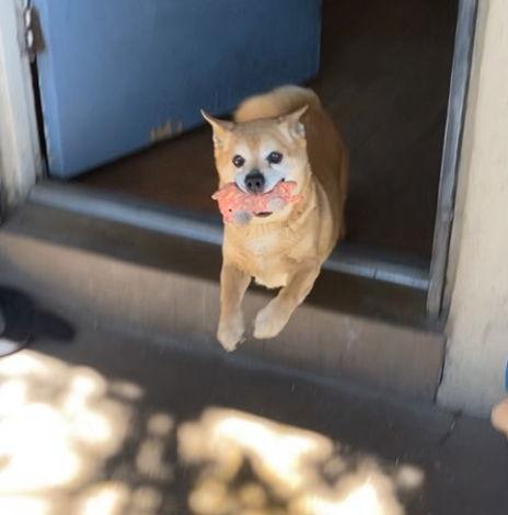 Chef, Adoptable, Adult Male Corgi.