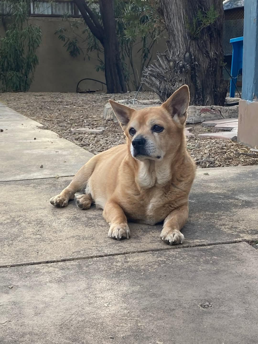 Enlarge Chef, a Adoptable Corgi in Tucson, AZ image 2/3