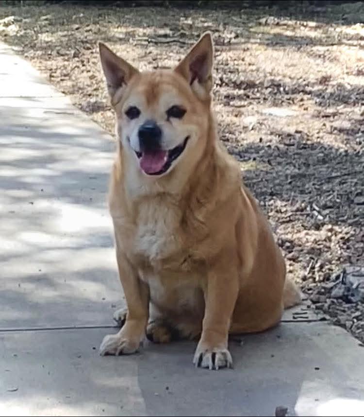 Enlarge Chef, a Adoptable Corgi in Tucson, AZ image 3/3