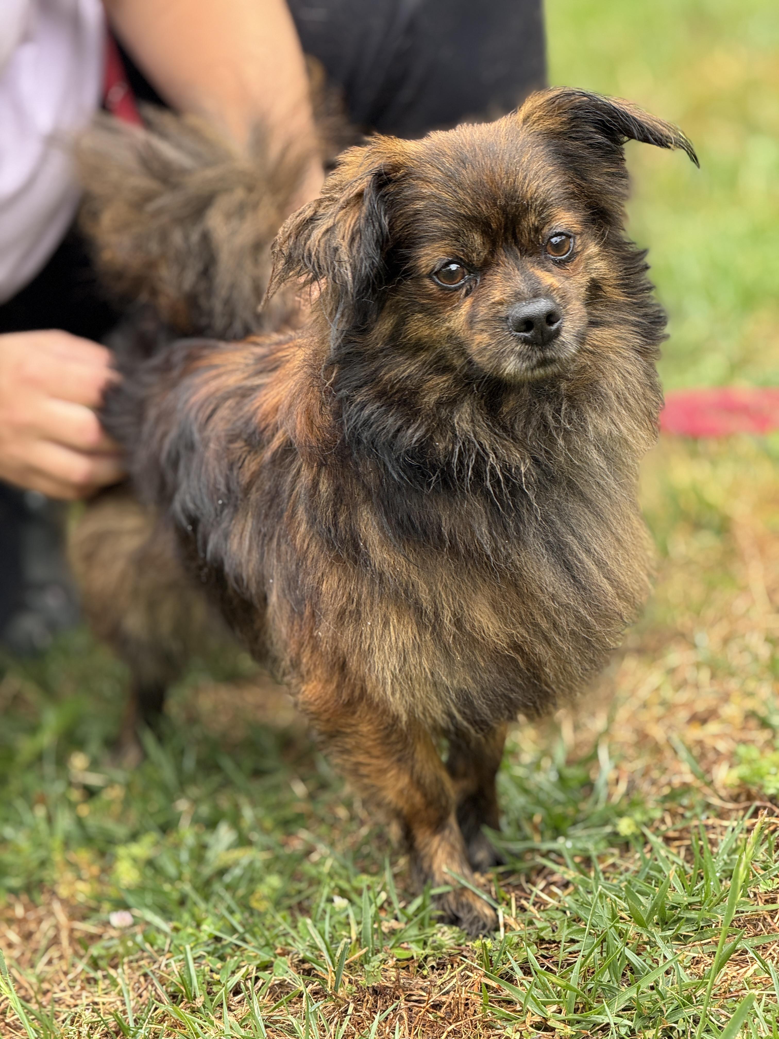 Enlarge Duke, a ADOPTABLE mixed breed in Richmond, VA image 1/6