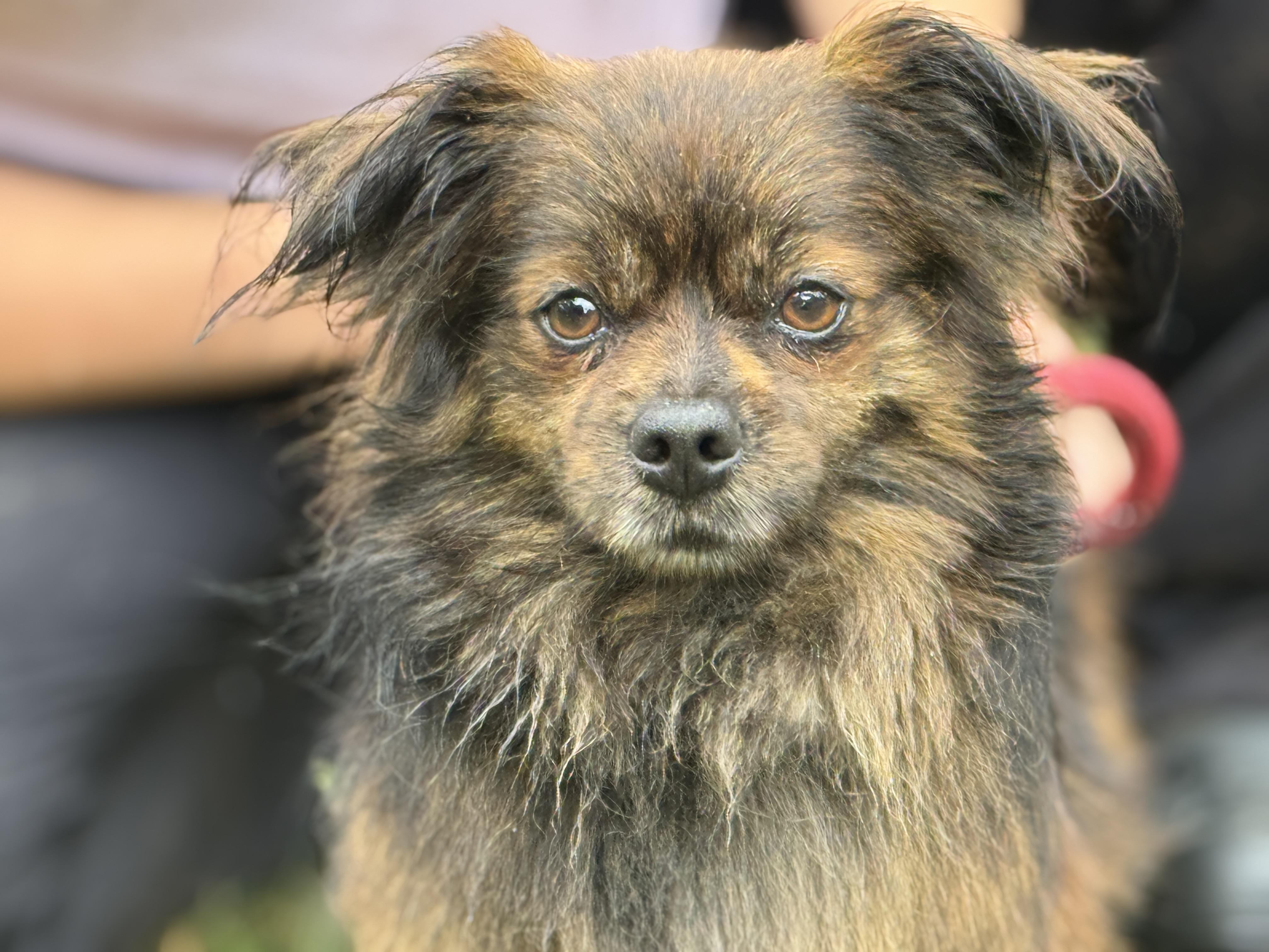 Enlarge Duke, a ADOPTABLE mixed breed in Richmond, VA image 2/6