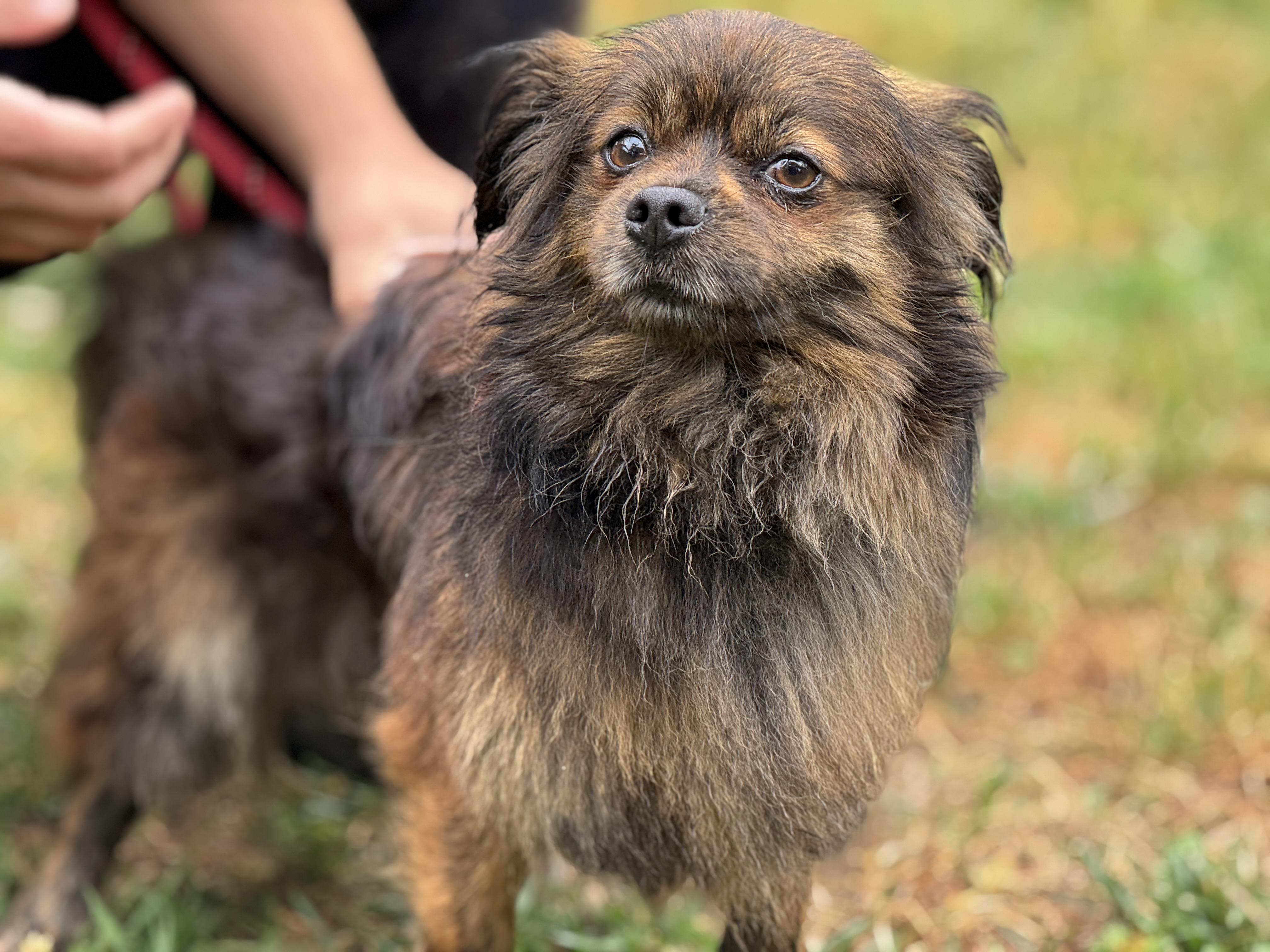 Enlarge Duke, a ADOPTABLE mixed breed in Richmond, VA image 6/6