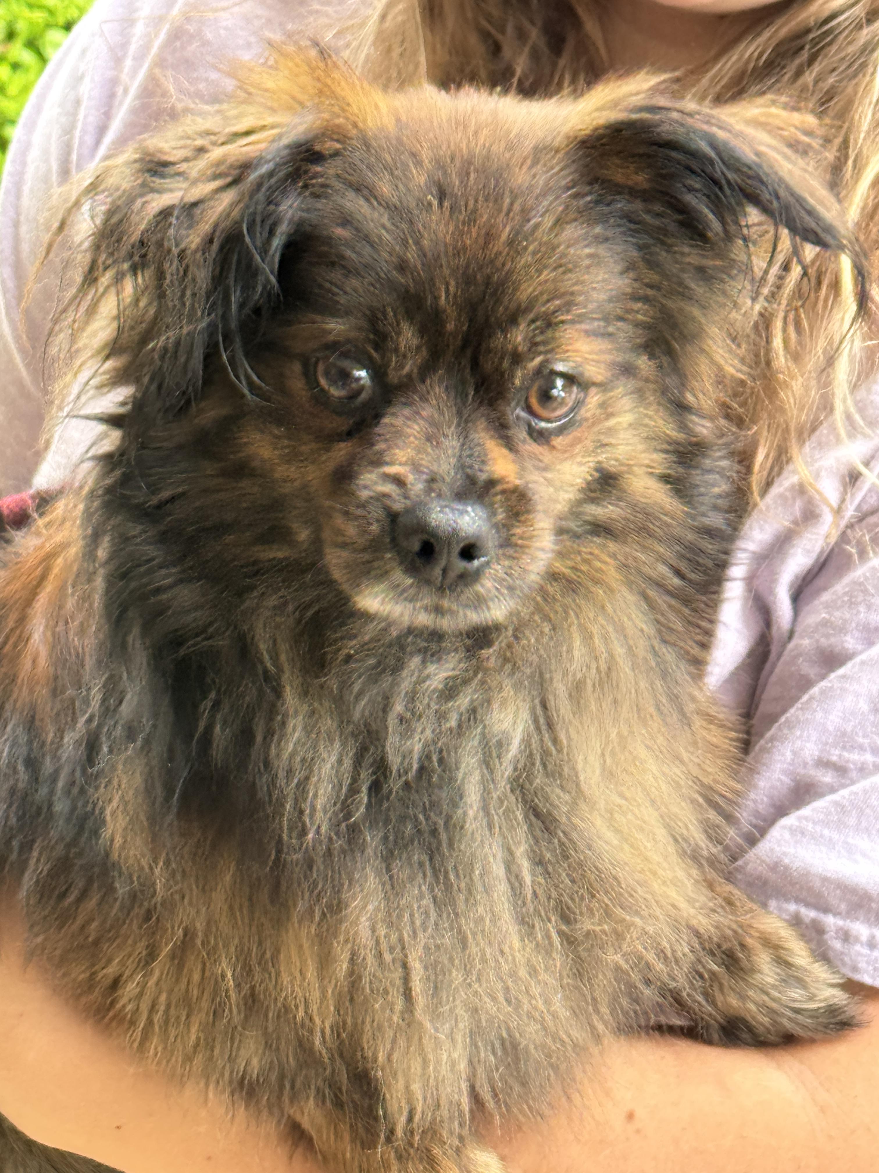 Enlarge Duke, a ADOPTABLE mixed breed in Richmond, VA image 3/6