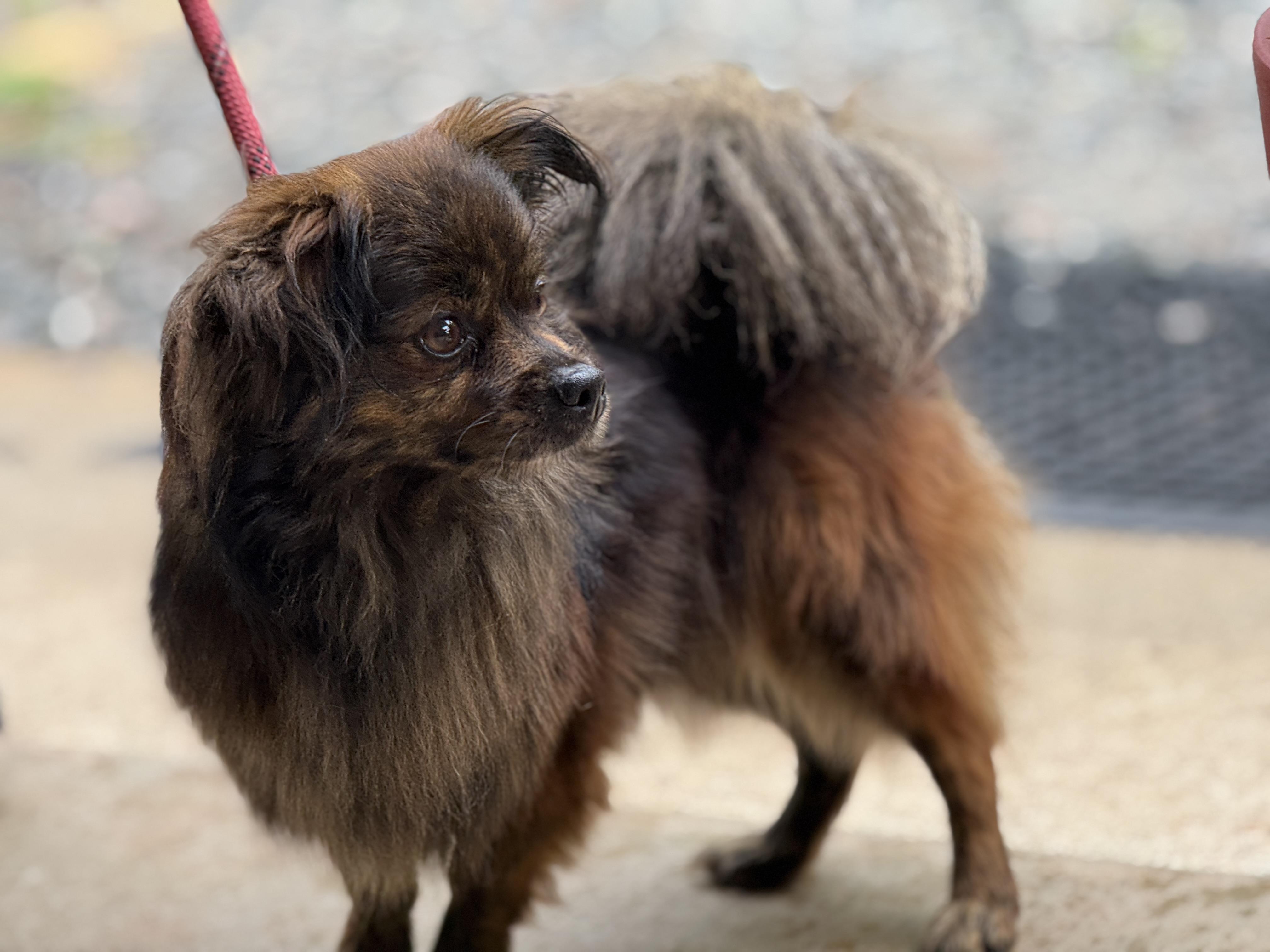 Enlarge Duke, a ADOPTABLE mixed breed in Richmond, VA image 5/6