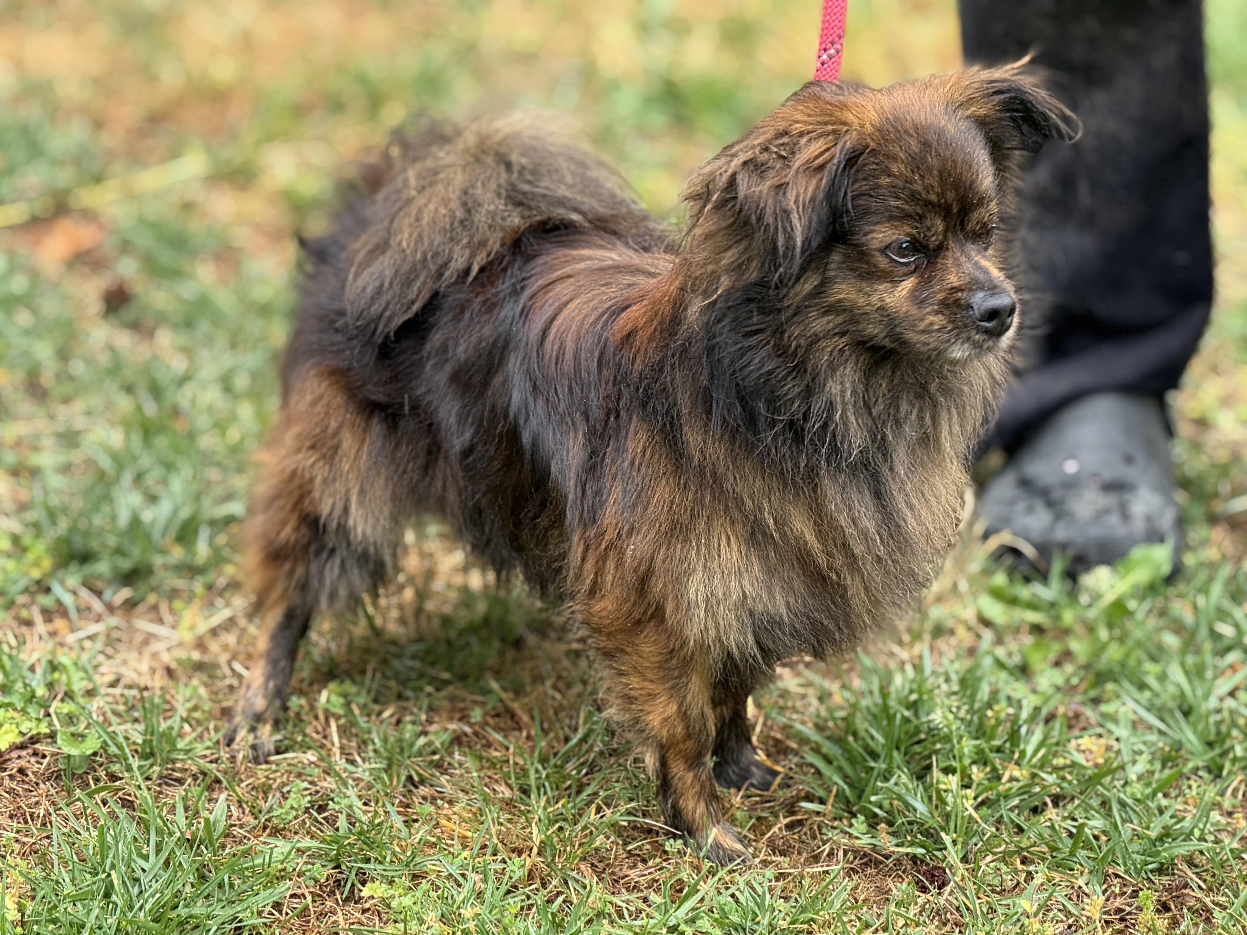 Enlarge Duke, a ADOPTABLE mixed breed in Richmond, VA image 4/6