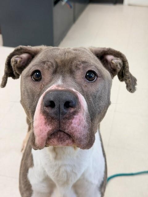 Lanie, ADOPTABLE, Adult Female Pit Bull Terrier.