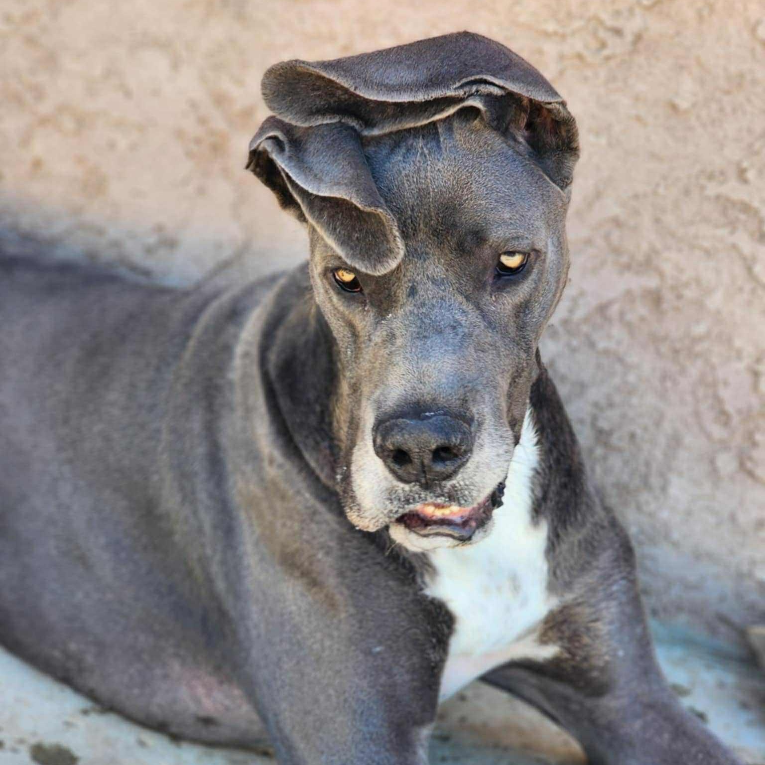 Silver, Adoptable, Young Male Great Dane.