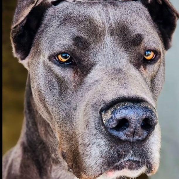 Enlarge Silver, a Adoptable Great Dane in Tehachapi, CA image 2/2