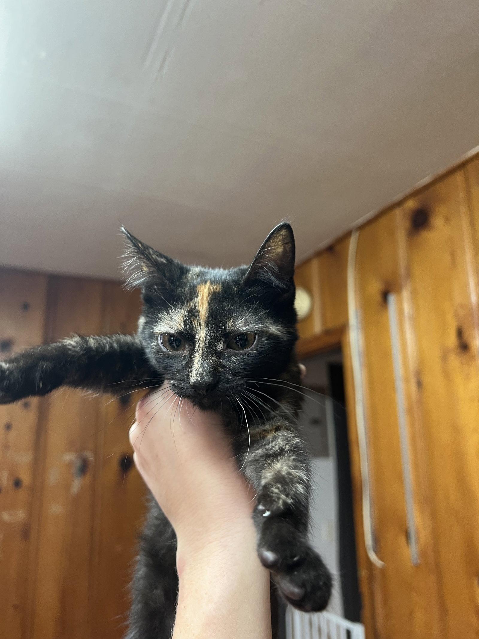Enlarge Supergirl, a Adoptable Domestic Short Hair in Bangs, TX image 1/2