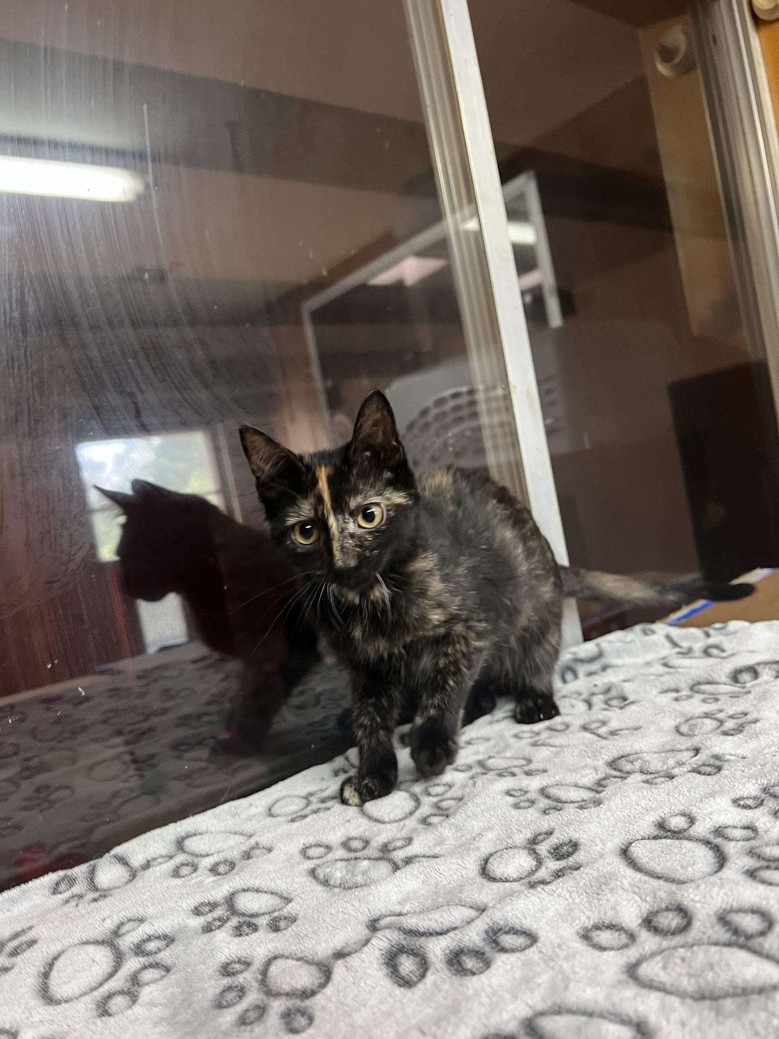 Enlarge Supergirl, a Adoptable Domestic Short Hair in Bangs, TX image 2/2